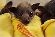 Você sabia que alguns morcegos falam com voz de beb